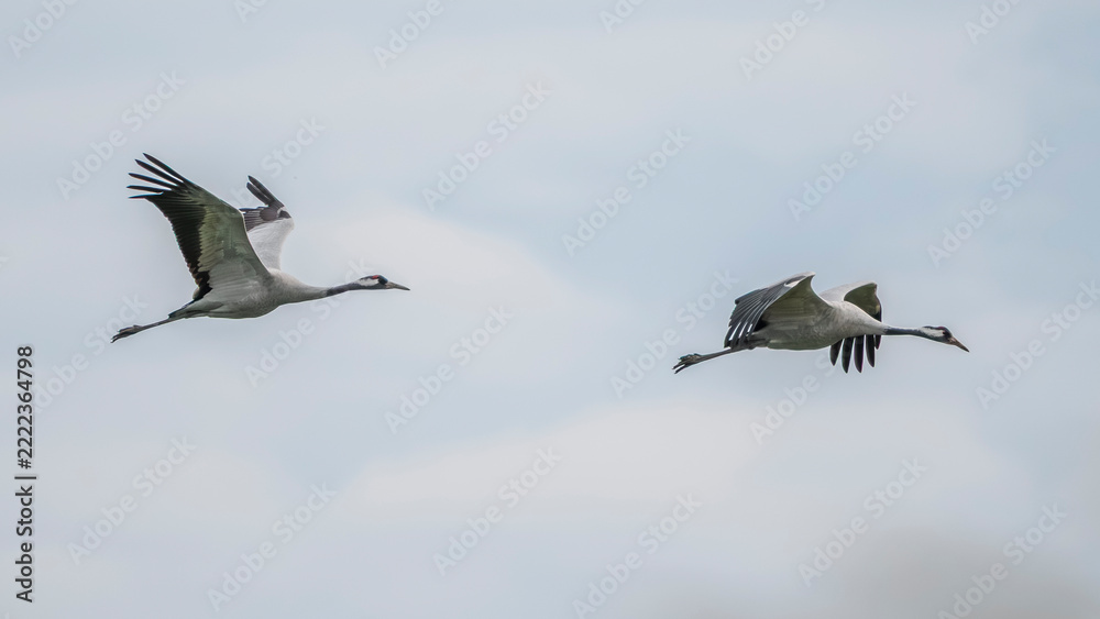 Fototapeta premium migration of common cranes to the south