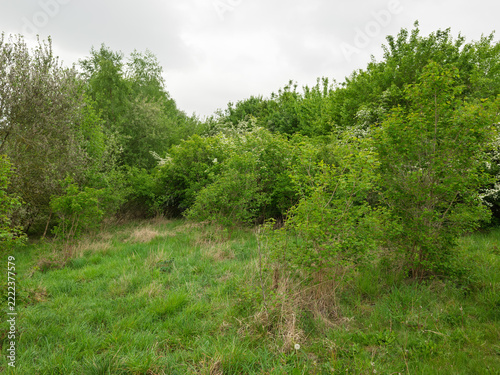 English hedges and grasses