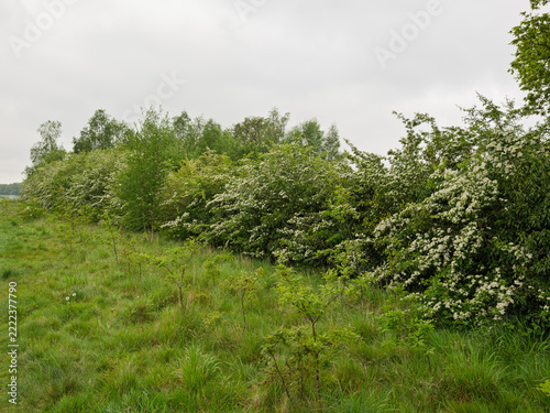 English hedges and grasses