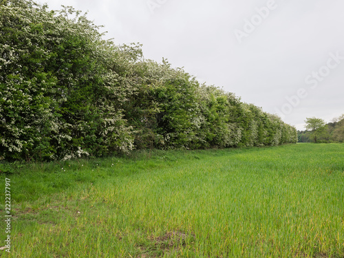 English hedges and grasses