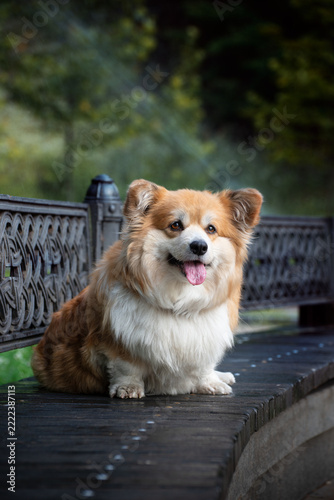 Pembroke Welsh Corgi dog lying on a wooden bench in a green city park, close-up outdoor portrait. Cute fluffy companion dog looking at the camera in soft natural light with a blurred green background.