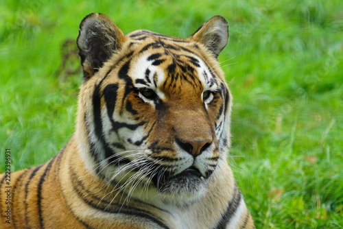 tiger
