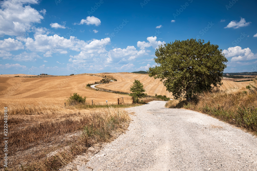 Naklejka premium Golden harvested fields and winding gravel road in the rolling hills of Tuscany, Italy. Scenic summer countryside landscape with dry grass and blue sky with white clouds.