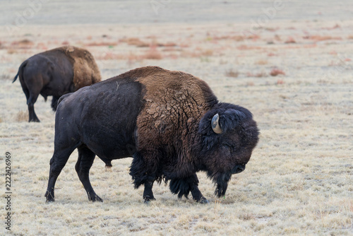Wild American Bison on the high plains of Colorado. Mammals of North America.