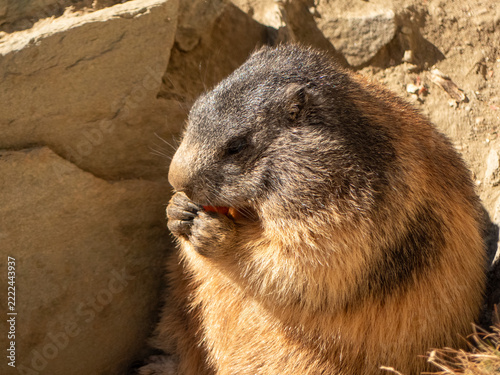 Alpine marmot eating food in rocky habitat
