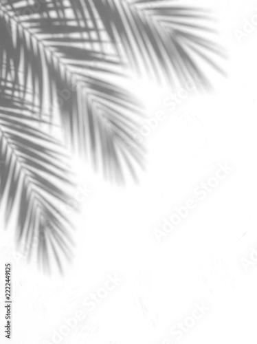 Tropical palm leaf shadow overlay on a white textured wall background with copy space