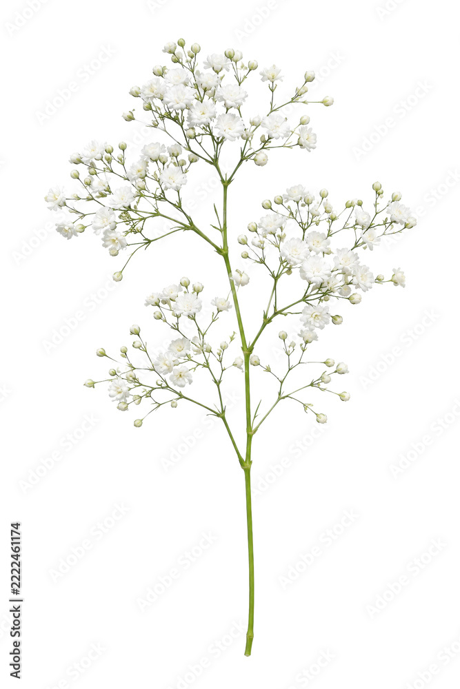Naklejka premium Delicate white baby's breath flower sprig isolated on a clean white background for design