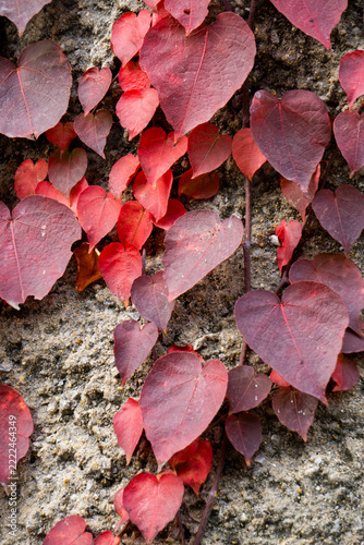 Boston ivy vines growing on the surface of rocks