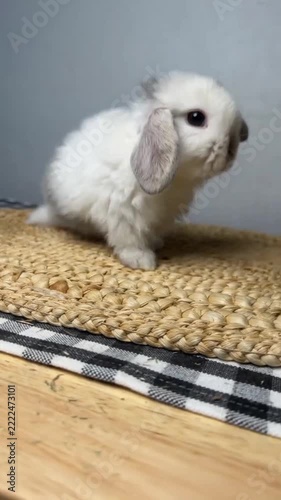 Fluffy grey and white baby lop-eared rabbit exploring and moving on a woven mat