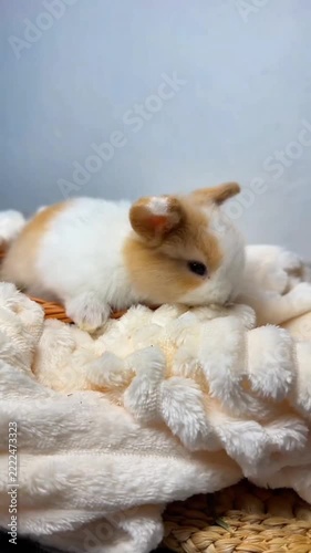 Fluffy white and brown baby bunny moving and resting comfortably in a woven basket