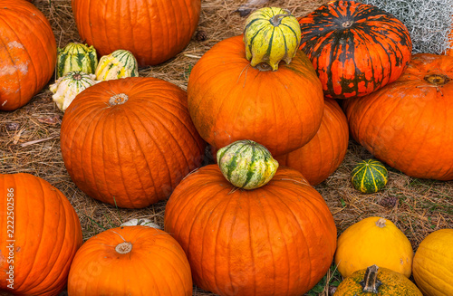 Autumn Harvest Pumpkins for Halloween and Thanksgiving