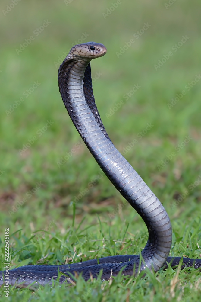 Obraz premium Javan Spitting Cobra (Naja sputatrix) Rearing Up in Defensive Hood Stance