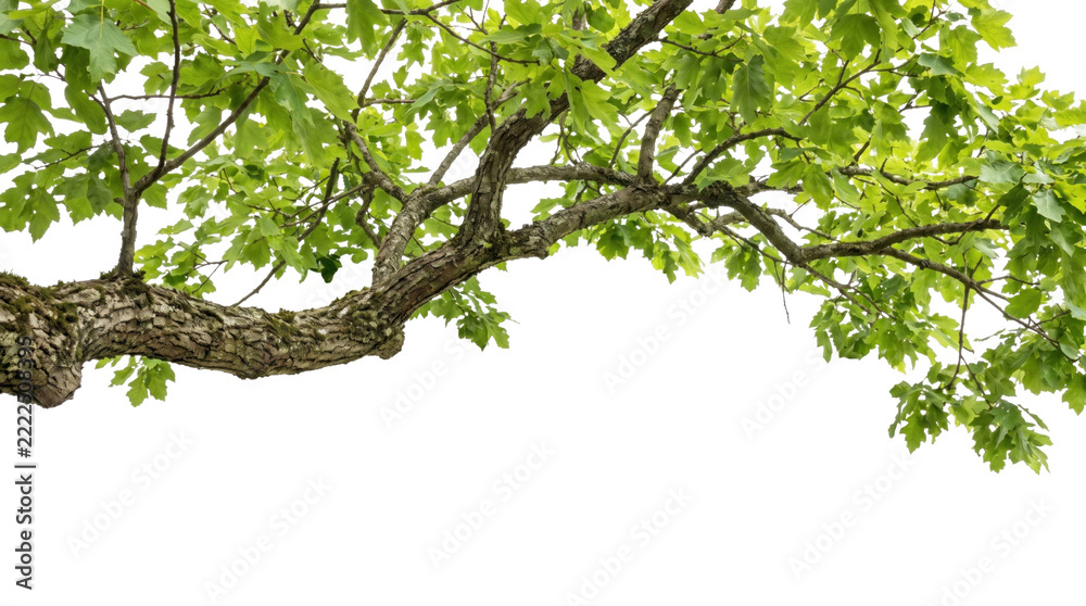 Obraz premium Lush green tree branch with leaves on a transparent background