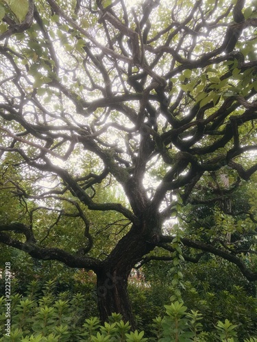 Tree with bright light