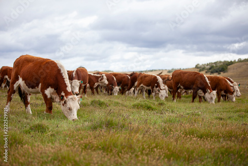 Pedigree Hereford cattle in the remote reaches of Argentine Tierra del Fuego, Patagonia
