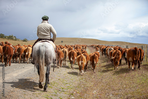 Pedigree Hereford cattle in the remote reaches of Argentine Tierra del Fuego, Patagonia