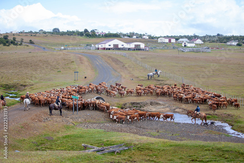 Pedigree Hereford cattle in the remote reaches of Argentine Tierra del Fuego, Patagonia