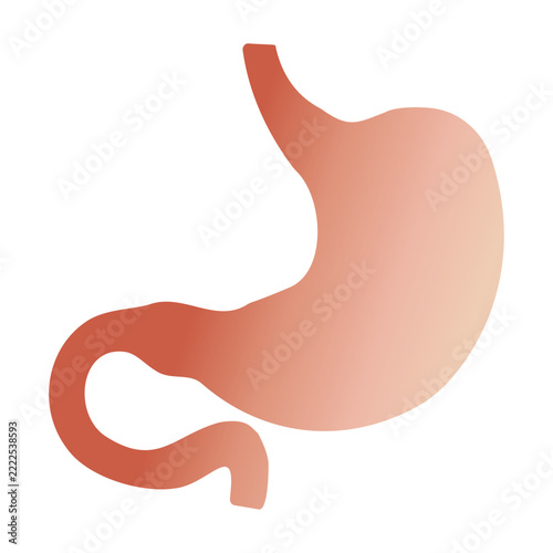Smooth peach pink gradient human stomach anatomy icon vector illustration. Modern medical gastroenterology organ symbol isolated on solid white background. Clinical digestive healthcare design arts.