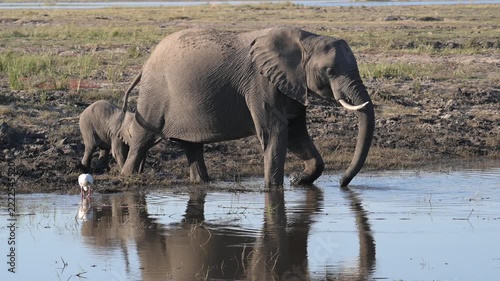 Elephants drinking water from the Chobe River. Wildlife in its natural habitat — Chobe National Park, Botswana, Africa.