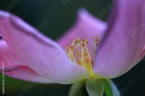 花の女王