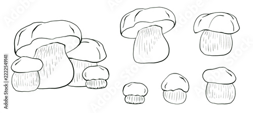 Set of hand drawn porcini mushrooms, illustration in line art style, isolated. Design for food packaging, labels, menus, posters, rustic branding and coloring pages.