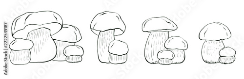 Set of hand drawn porcini mushrooms, illustration in line art style, isolated. Design for food packaging, labels, menus, posters, rustic branding and coloring pages.