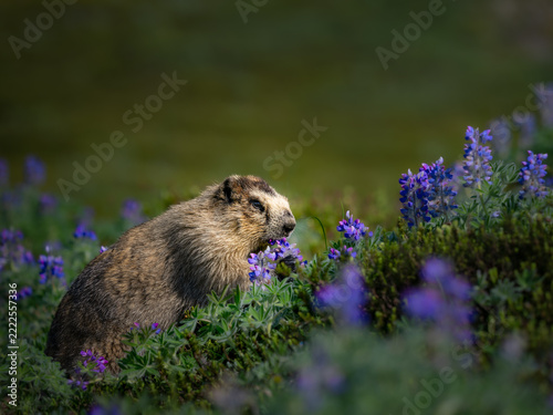Wild Marmot Portrait Foraging in a Blooming Mountain Meadow