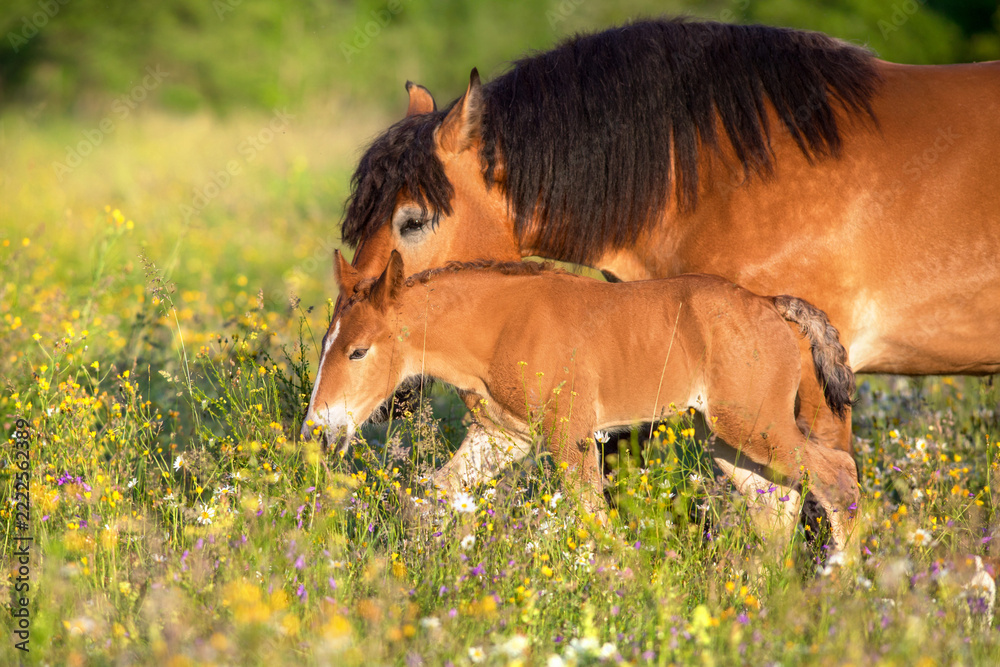 Fotografie Bay belgian draft mare and foal