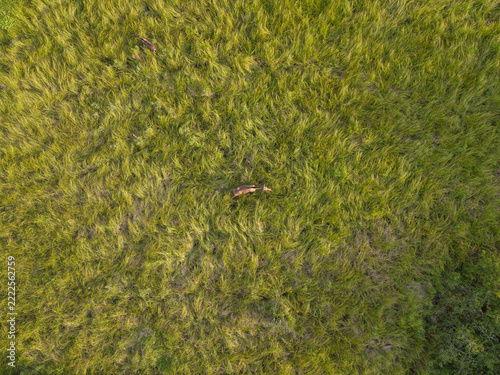 Aerial Moose Hidden in a Lush Alaskan Meadow