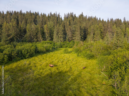 Moose and Moose Calf Grazing in a Forest Clearing in Alaska