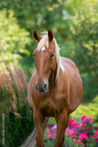 Horse portrait in pink flowers