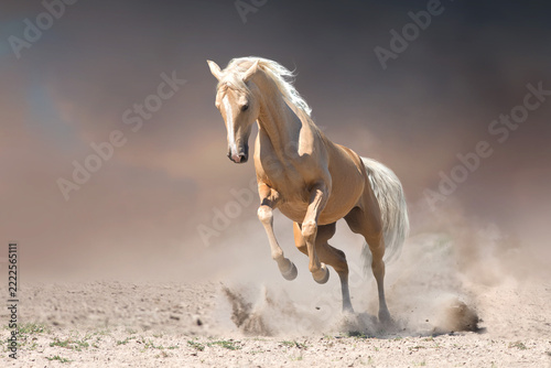 Palomino horse run in desert