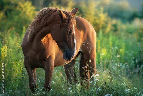 Horse close up portrait on sunrise