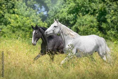 Black and white horses