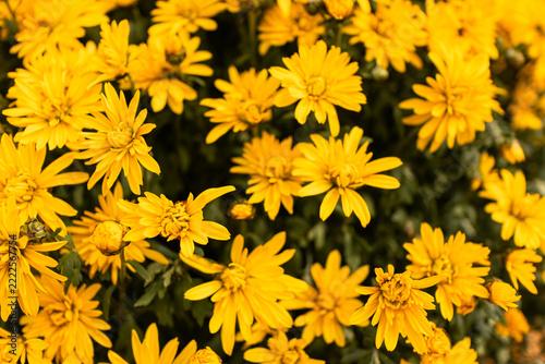 Bright yellow daisy-like flowers blooming in a dense floral background
