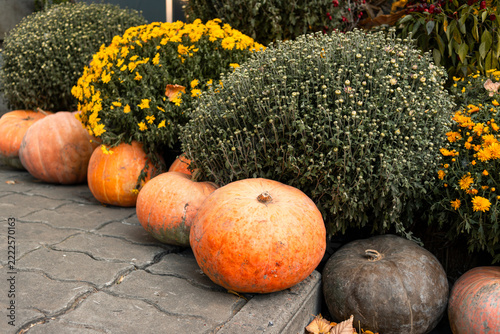 Orange and gray pumpkins with chrysanthemums and green shrubs on a paved street in autumn