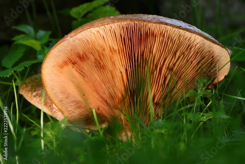 Pilz im Gras, von unten, Lamellen