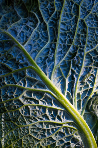Close-up of a kale leaf in a farm field just before harvest, with veins visible in the background.