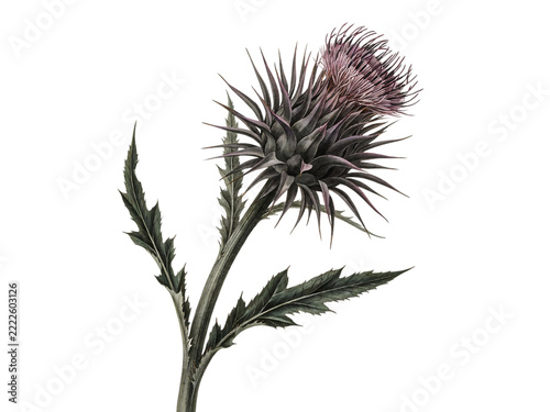 Beautiful purple thistle flower with sharp green leaves
