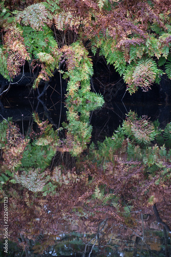 Autumnal ferns reflected in a pool at Site of Special Scientific Interest Breney Common Cornwall 