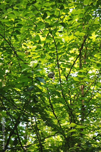 A bees nest in a tree in Ontario, Canada.