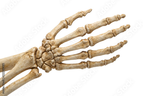 Detailed anatomical model of a human hand and wrist skeleton