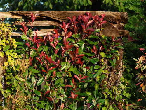Glanzmispel Red Robin vor alten Holz im Herbst