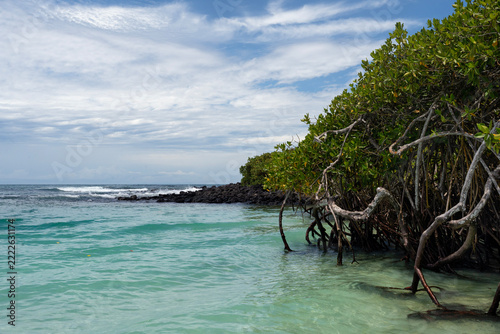 mangrove tree and turquoise water in Galapagos