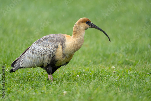 Ibis in green grass, Theristicus melanopis in Argentina