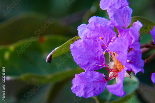 Obraz na plátně Close-up of a vibrant violet flower with delicate crinkled petals and orange sta