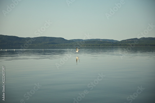 A seagull flying over Batchewana Bay in Ontario, Canada.
