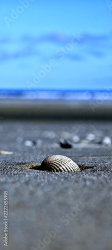 Halbe Muschel an Juist Sandstrand