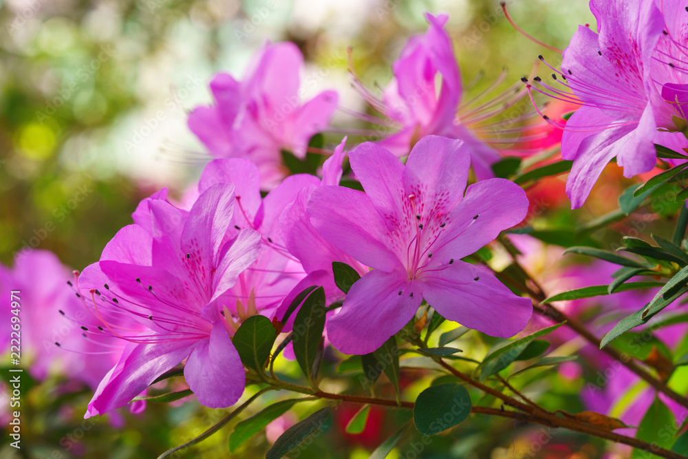 Fototapeta premium Close up of pink Azalea Ericaceae, Rhododendron indicum flowers bloom on branch in garden or greenhouse on green foliage background and soft bokeh. Evergreen plant outdoor orangery, botanical garden