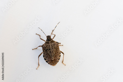 Brown stink bug on plain white background
